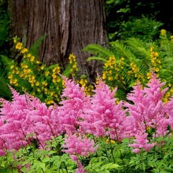 Jigsaw puzzle: Pink astilbe