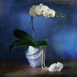 Jigsaw puzzle: Orchid on blue