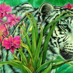 Jigsaw puzzle: White tigers
