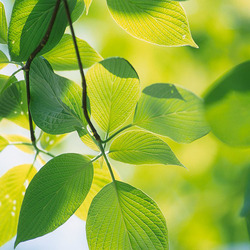 Jigsaw puzzle: Green leaves