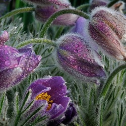 Jigsaw puzzle: Flowers in dew