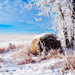 Jigsaw puzzle: Winter