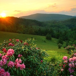 Jigsaw puzzle: Rhododendrons on a background of mountains