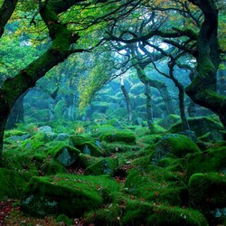 Jigsaw puzzle: Old forest