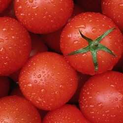Jigsaw puzzle: Tomatoes