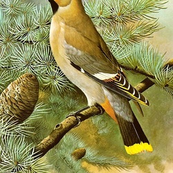 Jigsaw puzzle: Waxwing