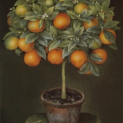 Jigsaw puzzle: Orange tree in a ceramic pot