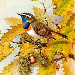 Jigsaw puzzle: Bluethroat