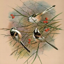 Jigsaw puzzle: Common or long-tailed tit