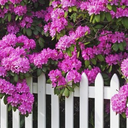 Jigsaw puzzle: Rhododendron bush