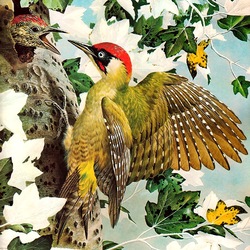 Jigsaw puzzle: Green Woodpecker