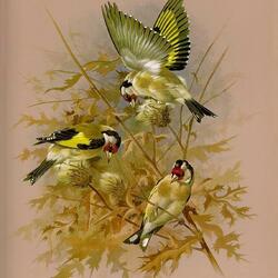 Jigsaw puzzle: Goldfinch