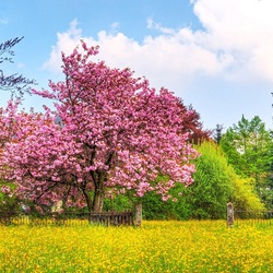 Jigsaw puzzle: Blooming tree