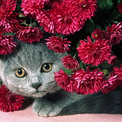 Jigsaw puzzle: Kitten in chrysanthemums