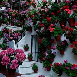 Jigsaw puzzle: Flower courtyards of Spain