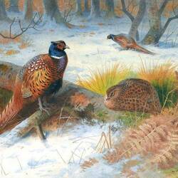 Jigsaw puzzle: Pheasants in the snow