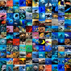 Jigsaw puzzle: The beauty of the deep sea