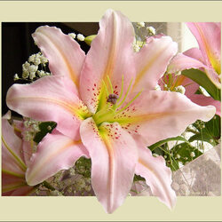 Jigsaw puzzle: Delicate lily