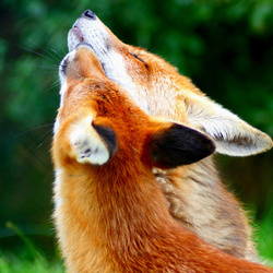Jigsaw puzzle: Howling foxes