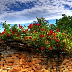 Jigsaw puzzle: Rose bush