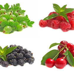 Jigsaw puzzle: Berries
