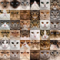 Jigsaw puzzle: Cat faces