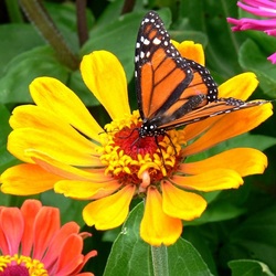 Jigsaw puzzle: Collecting nectar