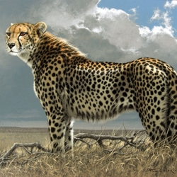 Jigsaw puzzle: Cheetah
