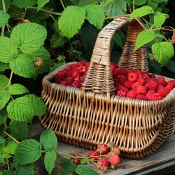 Jigsaw puzzle: Sweet berries