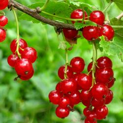 Jigsaw puzzle: Currant