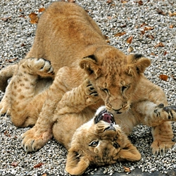 Jigsaw puzzle: Lion cubs