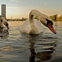 Jigsaw puzzle: Two swans on the Spree river in Berlin