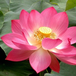 Jigsaw puzzle: Lotus