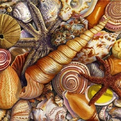 Jigsaw puzzle: Shells