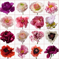 Jigsaw puzzle: When flowers pose