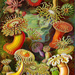 Jigsaw puzzle: Variety of sea anemones (Actiniae)