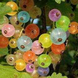 Jigsaw puzzle: Multicolored currant