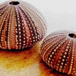 Jigsaw puzzle: Sea urchins