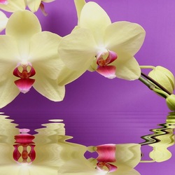 Jigsaw puzzle: White orchid
