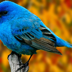 Jigsaw puzzle: Little bird