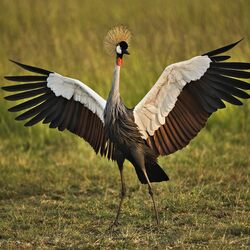 Jigsaw puzzle: Crowned crane