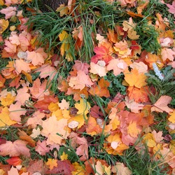 Jigsaw puzzle: Autumn carpet