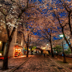 Jigsaw puzzle: Street in petals