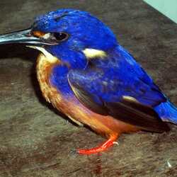 Jigsaw puzzle: Azure kingfisher
