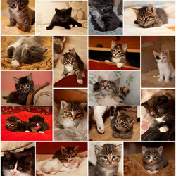 Jigsaw puzzle: Kittens