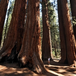 Jigsaw puzzle: Sequoia National Park