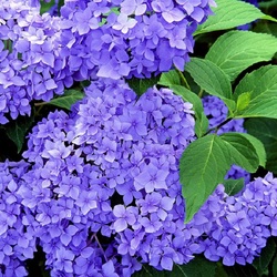 Jigsaw puzzle: Lilac