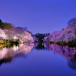 Jigsaw puzzle: Japan in spring