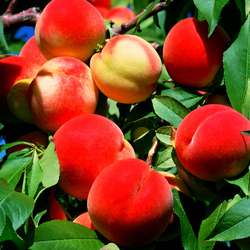 Jigsaw puzzle: Juicy peaches