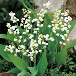 Jigsaw puzzle: Lilies of the valley